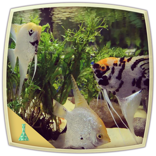 Angel Fish Aquarium : Relaxing Fish Aquarium
