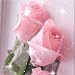 Beautiful Roses Live Wallpaper Flowers