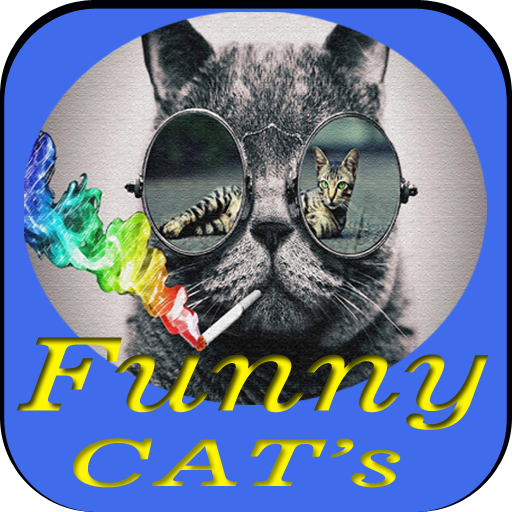 Funny Cat Video