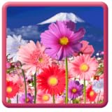 Flowers HD ScreenSaver