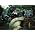 Thumbnail image of Wild Beasts