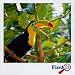 Find it: Animal Find the Difference