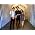 Thumbnail image of The Lumineers