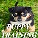 Puppy Training!