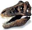 Tyrannosaurus Skull Fossil Replica with Oak Display Base