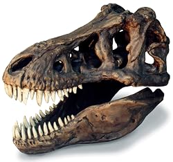 Tyrannosaurus Skull Fossil Replica with Oak Display Base