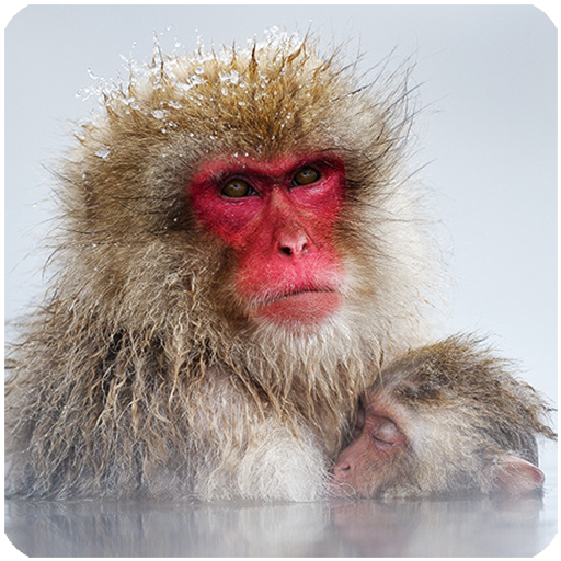 ニホンザルの鳴き声(スノーモンキー) ニホンザルの鳴き声(スノーモンキー)