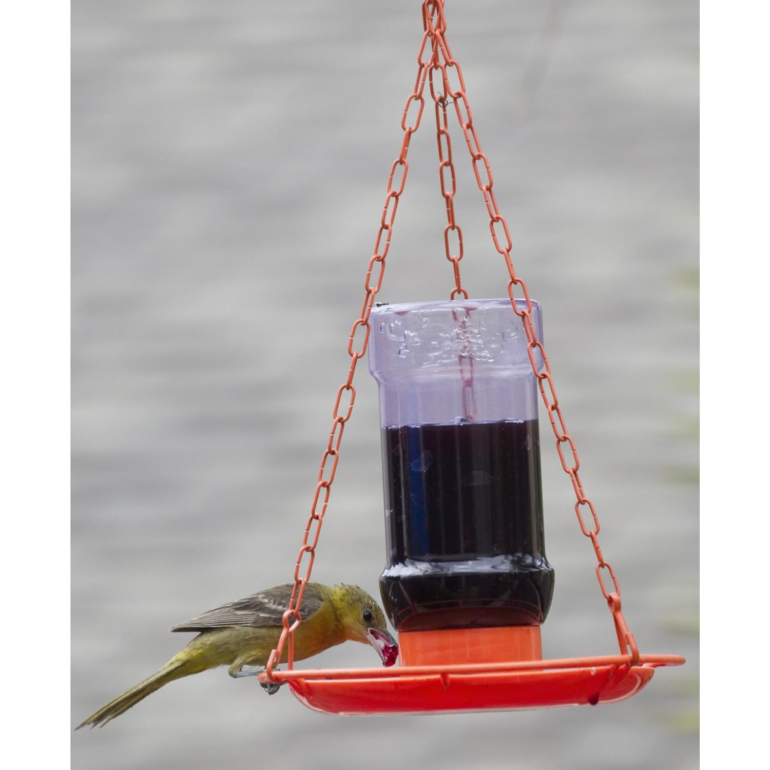 PerkyPet 253 Oriole Jelly Wild Bird Feeder , New, Free Shipping eBay