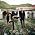 Miniaturansicht von The Airborne Toxic Event