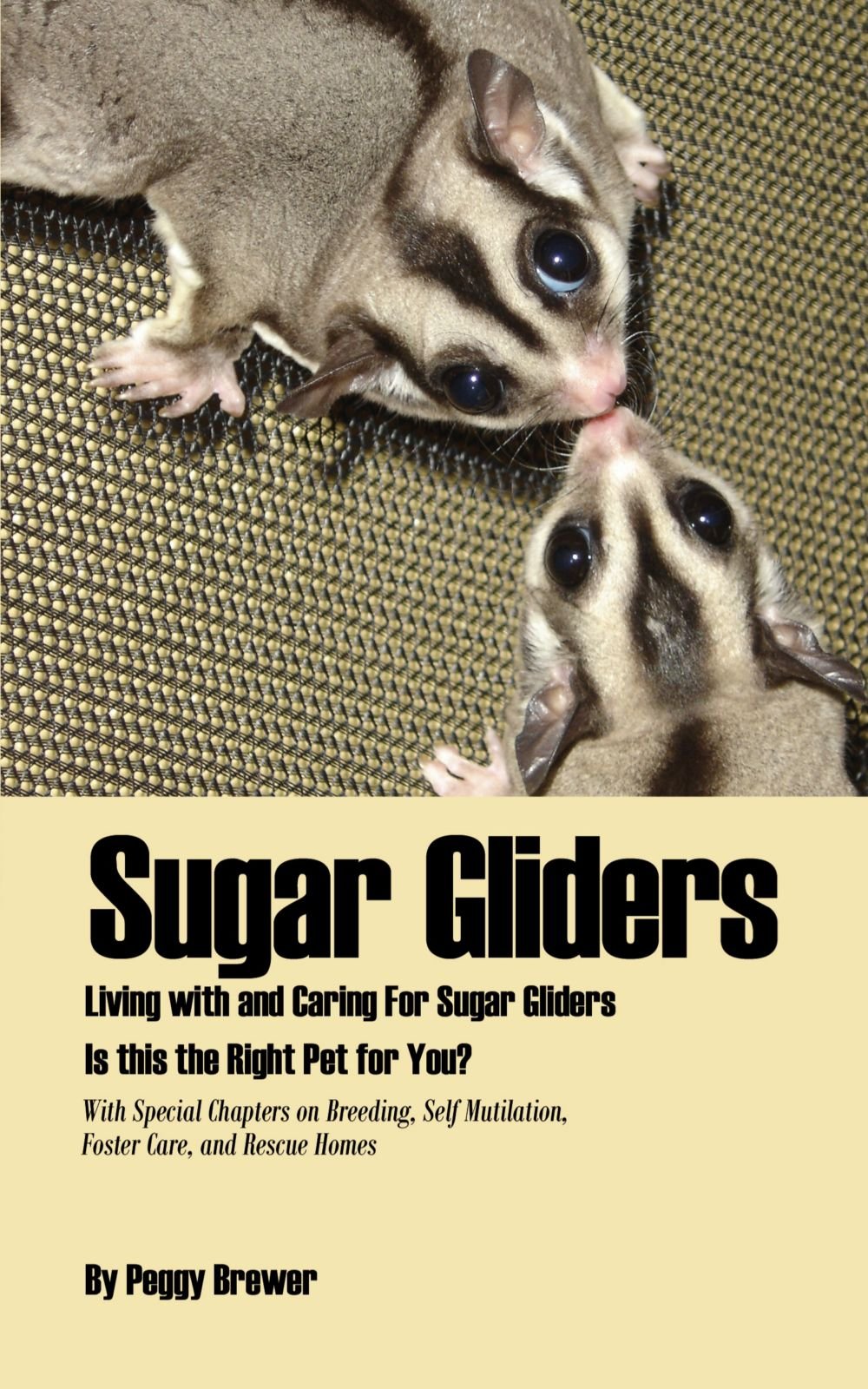 Buy Sugar Glider Online