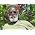 Vignette de Burning Spear