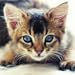 Guess The Kitten Breed - Trivia Game
