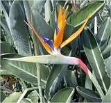 Eigenschaften fesaja-versand  / Paradiesvogelblume, Bird of Paradise / Strelitzia reginae (Saatgut, Samen)