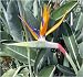 Paradiesvogelblume / Bird of Paradise (Saatgut, Samen)