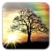 Sun Rise Live Wallpaper