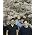 Thumbnail image of Bombay Bicycle Club