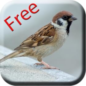 Bird Sounds