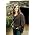 Vignette de Amy Grant