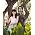 Vignette de She and Him