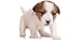 Guess The Puppy Breed 2 - Trivia Game