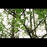 Artist Video