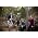 Vignette de Midlake
