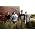 Vignette de Nickelback