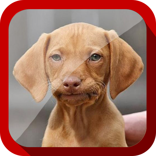 Funny Dogs Video