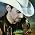 Vignette de Brad Paisley