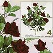 FOUR Bundles of 22" Velvet Rose Bushes _ Dark Red