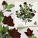 FOUR Bundles of 22" Velvet Rose Bushes _ Dark Red