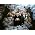 Vignette de The Decemberists