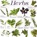 Herbs