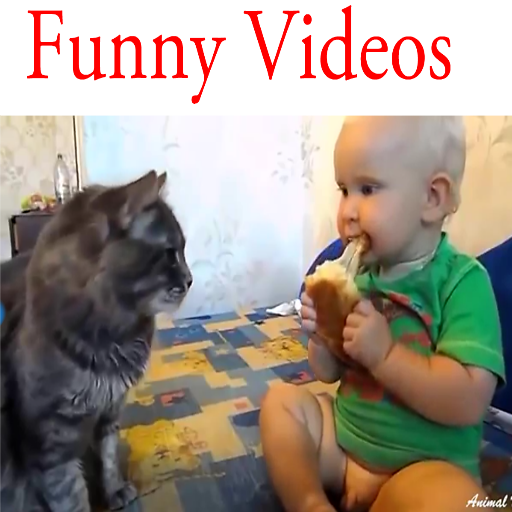 Funny videos