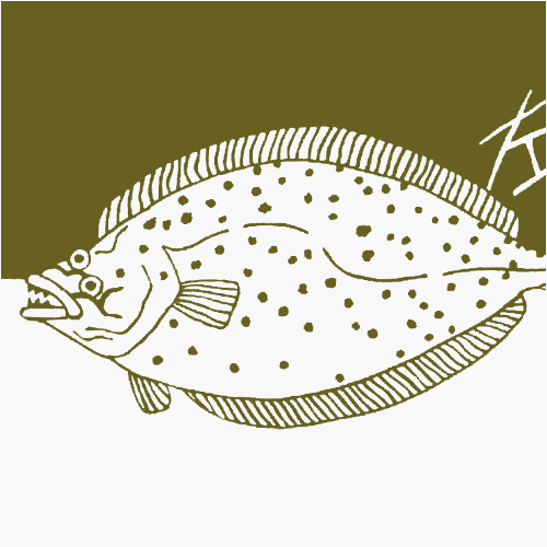 てぬぐい 大柄 左ひらめ右かれい