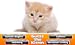 Guess The Kitten Breed - Trivia Game