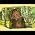 Video of Daniel O'Donnell