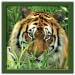 Wild Animals Puzzle: JigSaw
