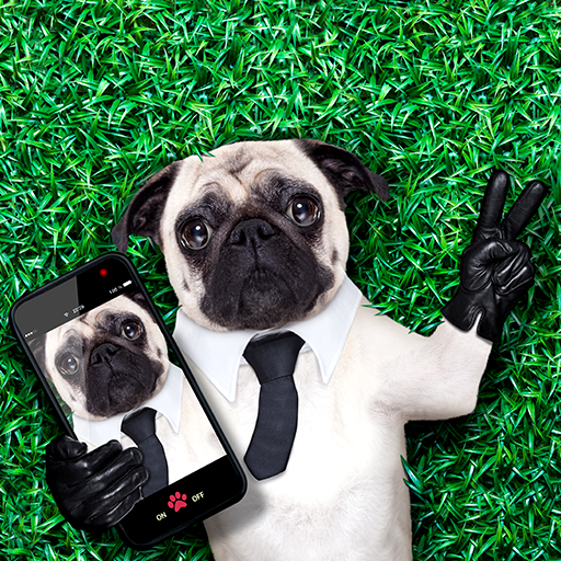 Funny Live Wallpapers