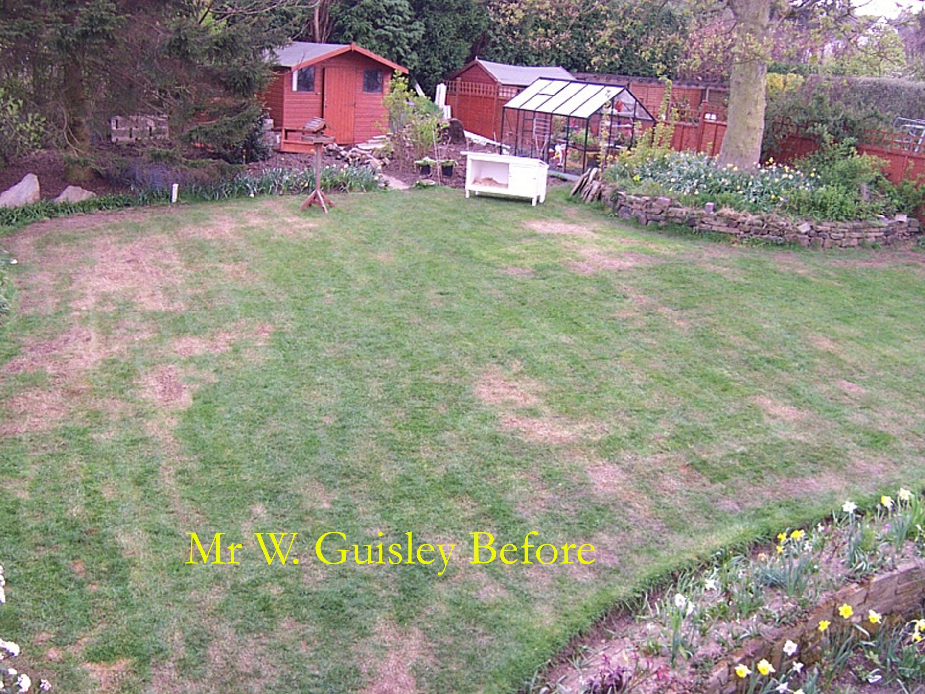 Canada Green Grass Seed, 500 Grams Garden High Quality Best Canadian