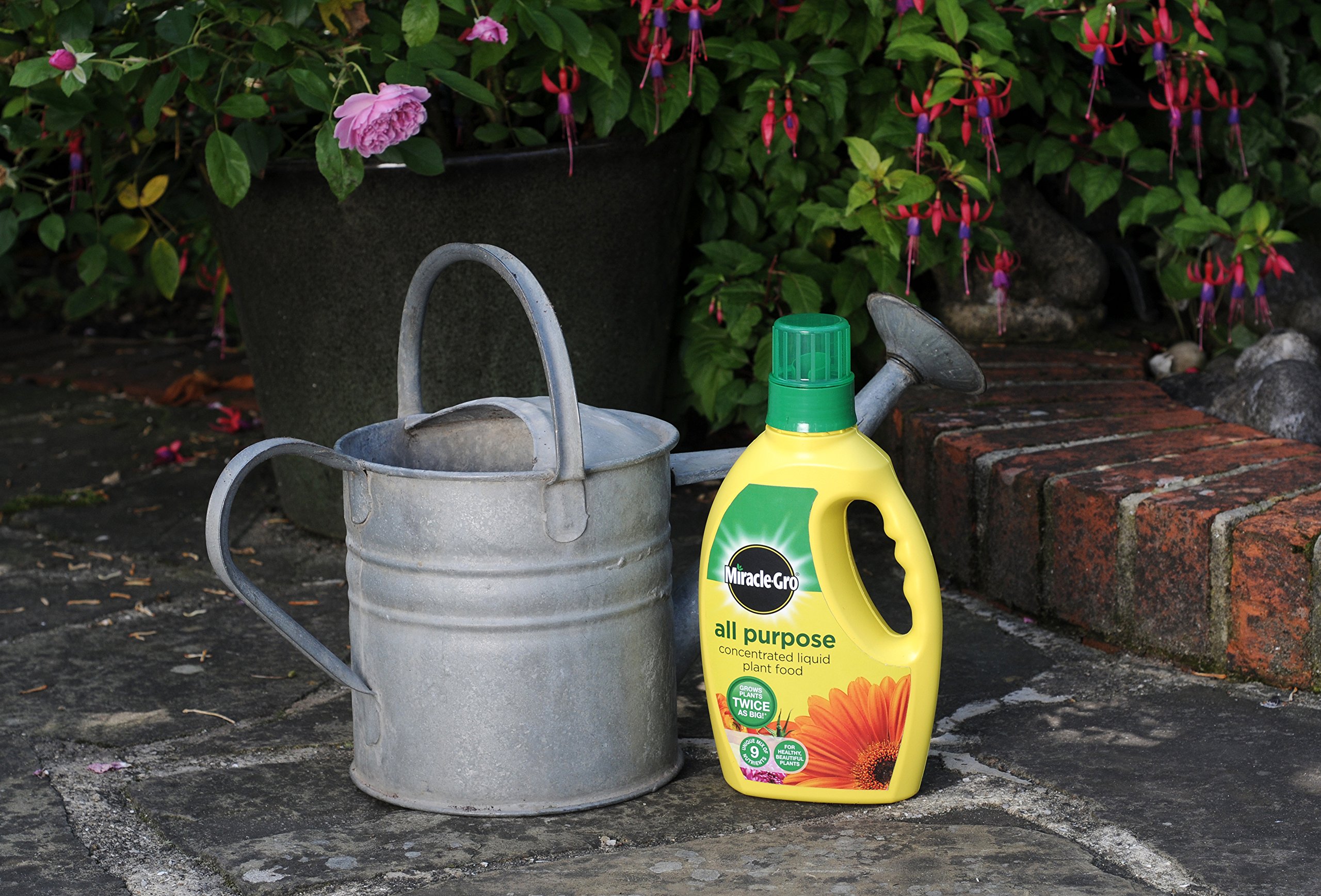 MiracleGro All Purpose Concentrated Liquid Plant Food Bottle, 1 L eBay