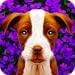 Dogistry