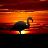 LiVe Flamingo Sunsets