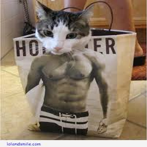 Funny Cat Videos