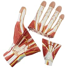 Altay Scientific Human Hand Model, 3 Parts, 5 x 40 x 27cm Size