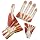 Altay Scientific Human Hand Model, 3 Parts, 5 x 40 x 27cm Size