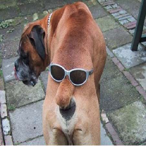 Funny Videos