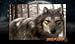 Wolf Life 2