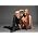 Vignette de Dee Dee Bridgewater