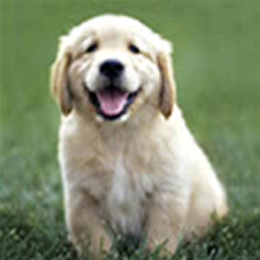 pet health software